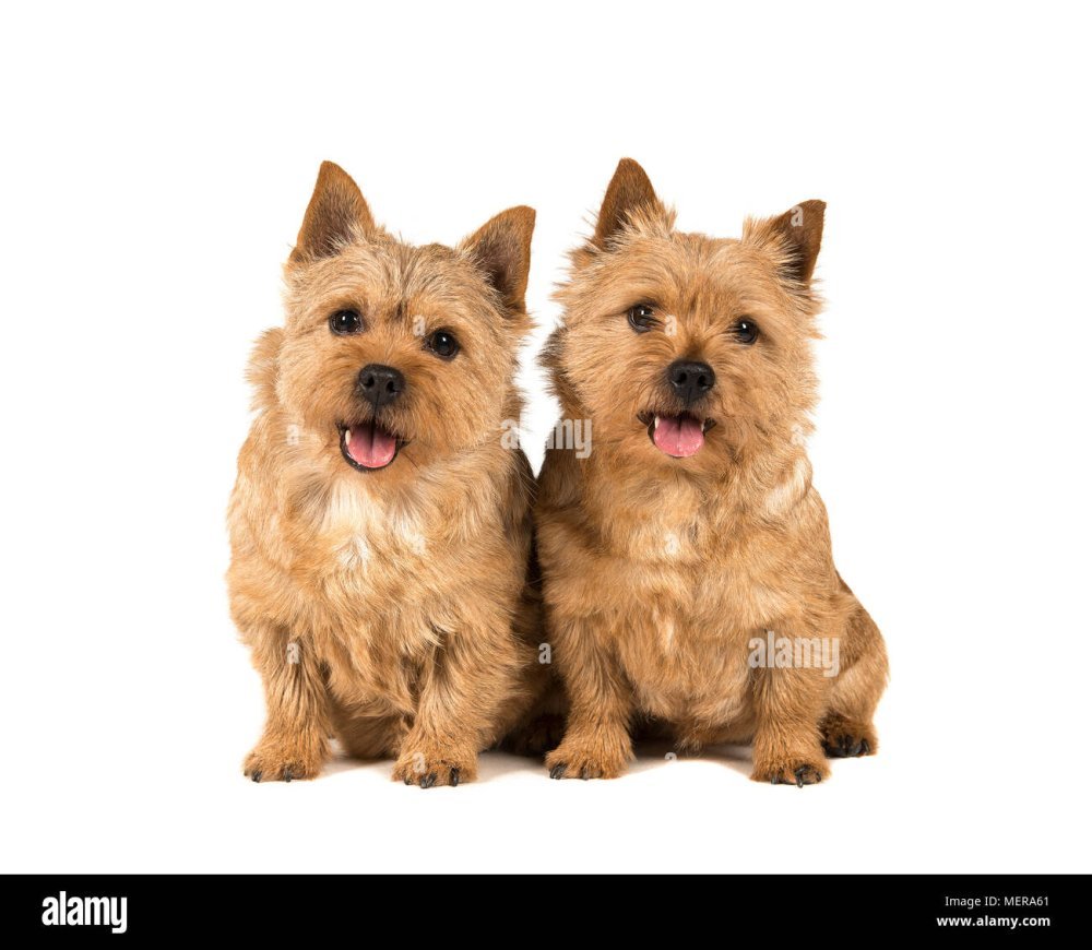 Норвич терьер на белом фоне