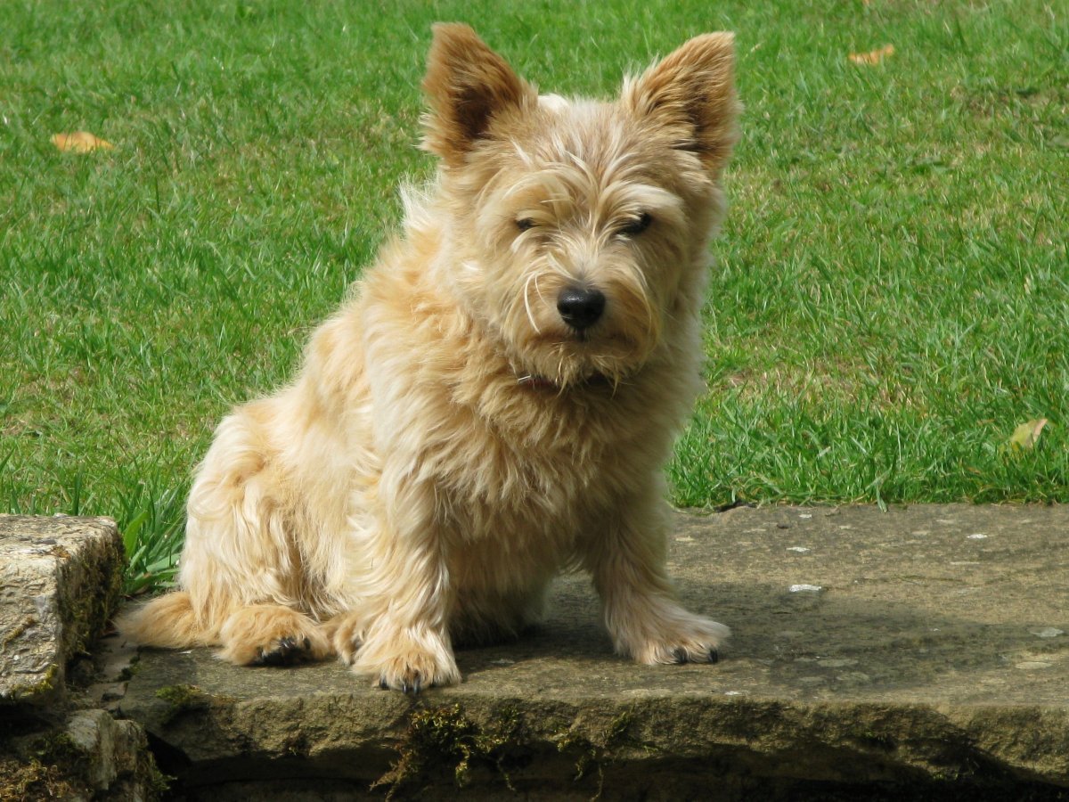 Норвич терьер