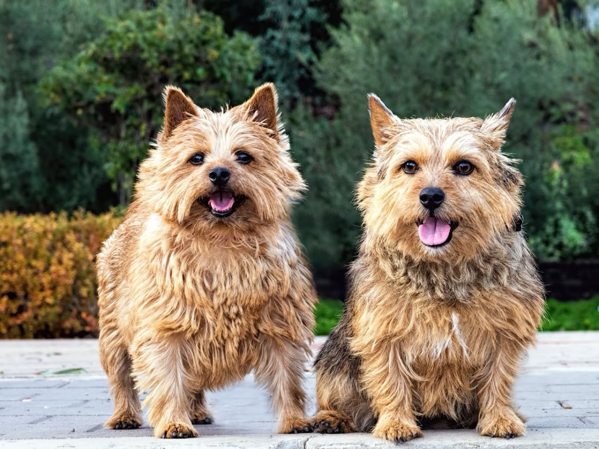 Метис Норвич терьера