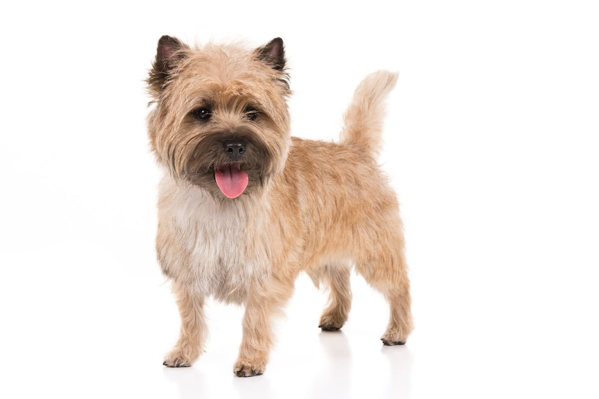 Джовтерьер без фона