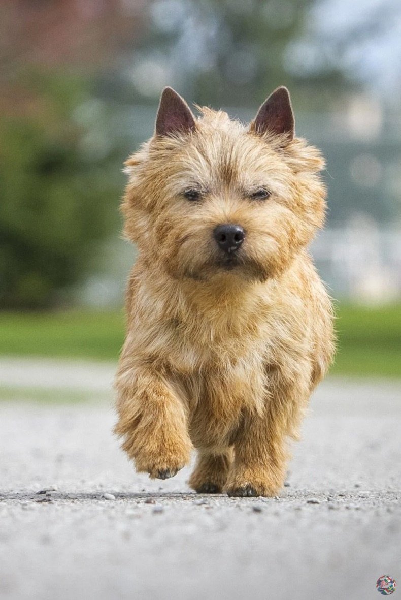 Норвич терьер