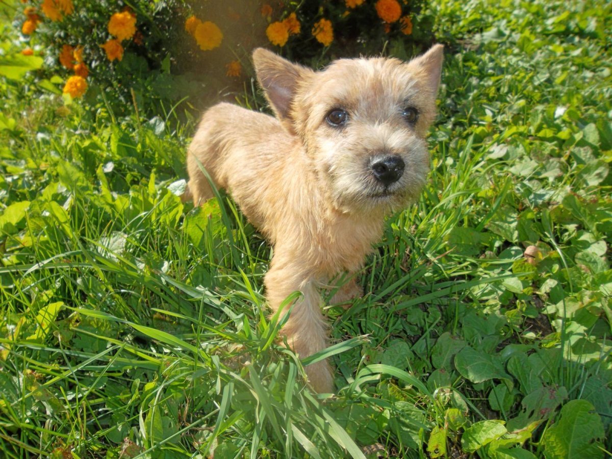 Норвич и Керн терьер