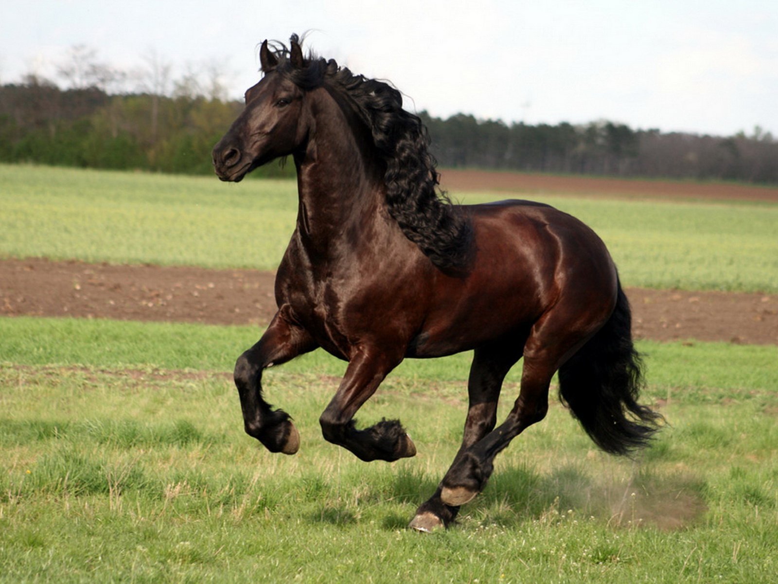 Лошадь черного окраса. Фризская лошадь гнедая. Фриз гнедой масти. Пегая Фризская лошадь. Гнедой Мустанг.