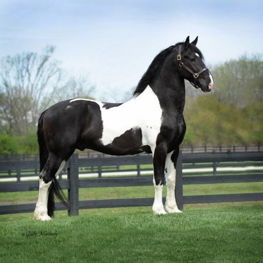 Лошадь породы Пинто