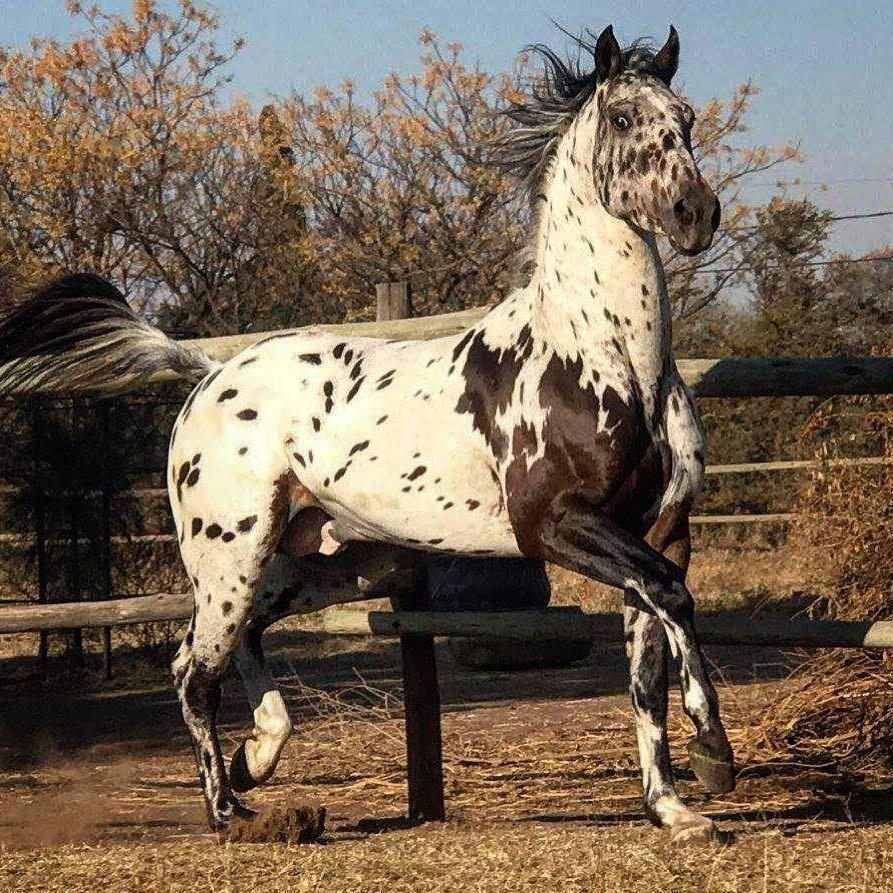 Американская Аппалуза