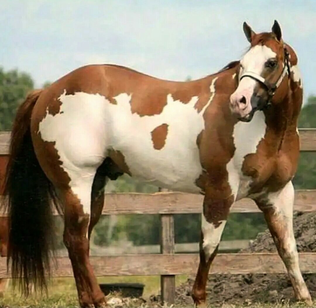 Японские породы лошадей