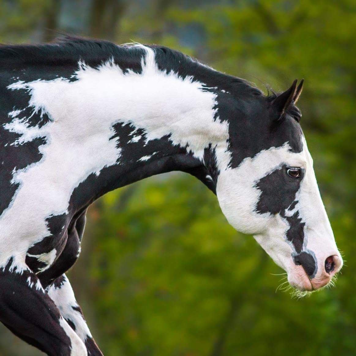 Вороно пегая масть