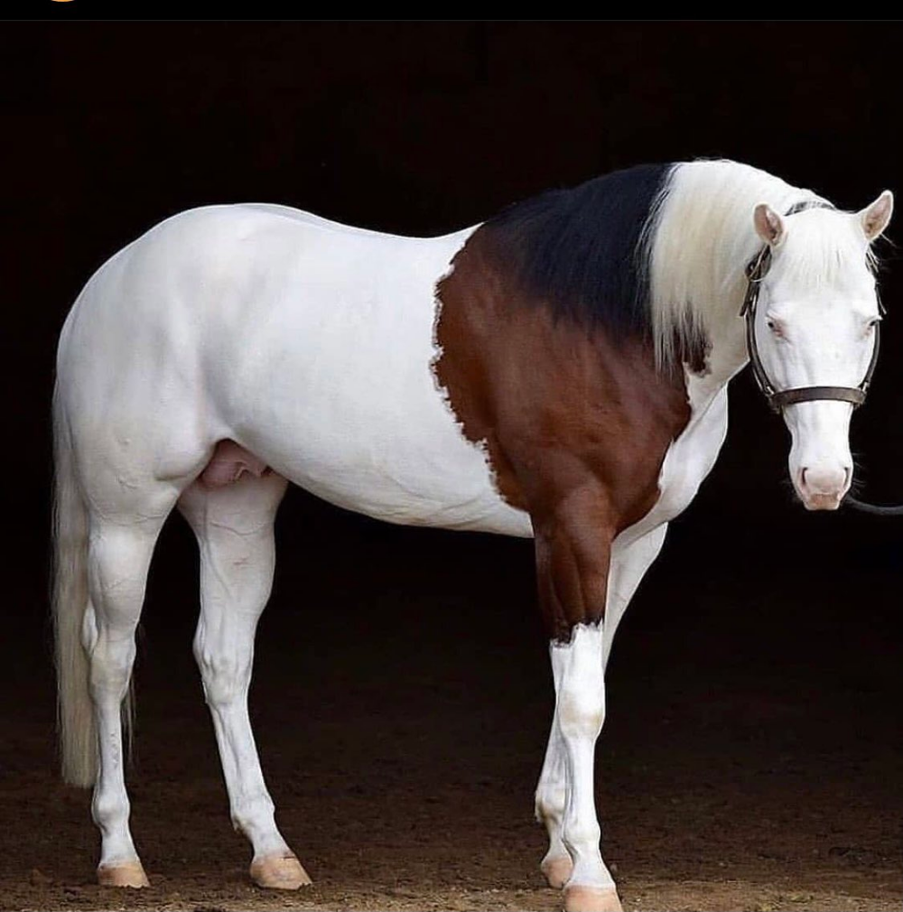 Самые красивые породы лошадей