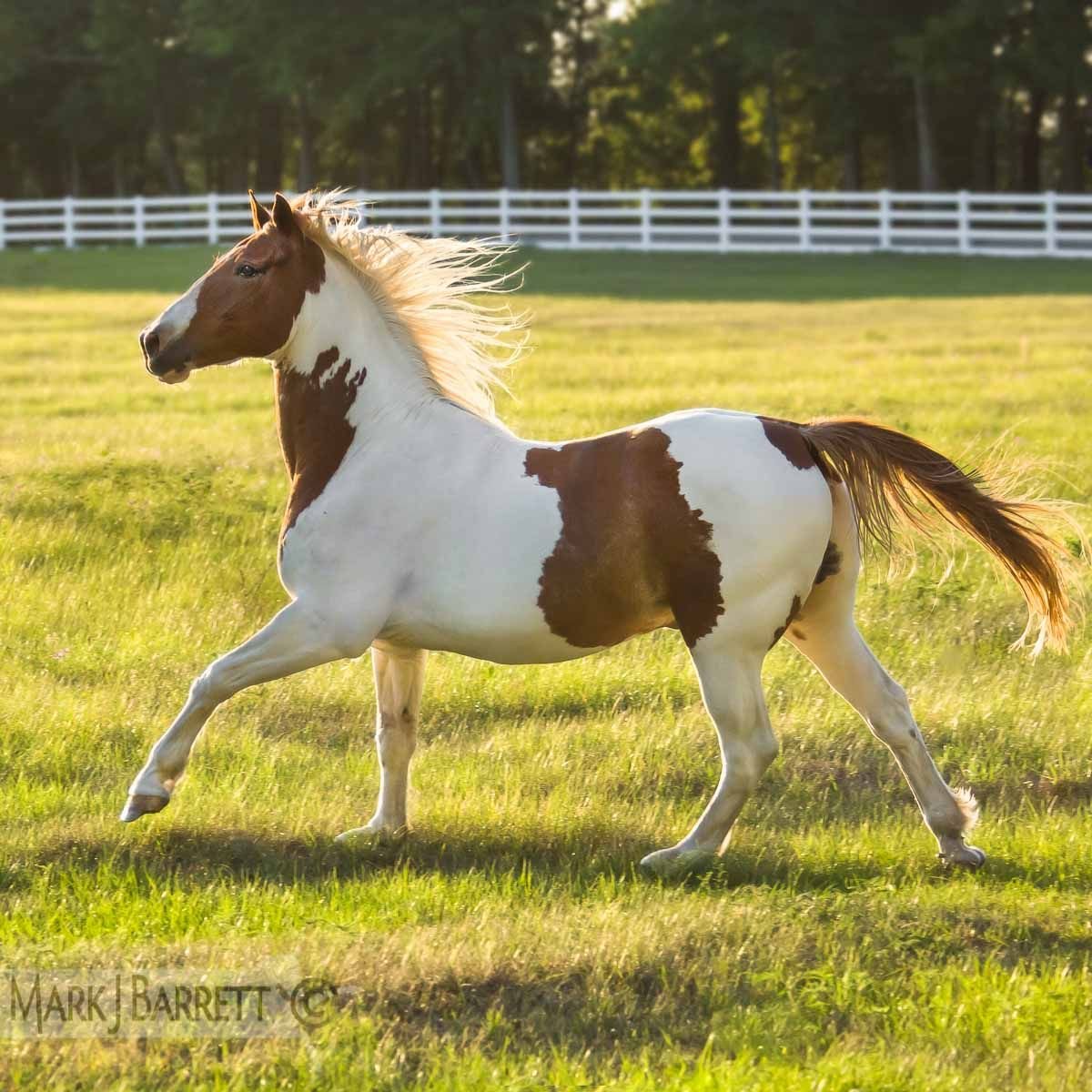 Мини лошадь породы Пинто