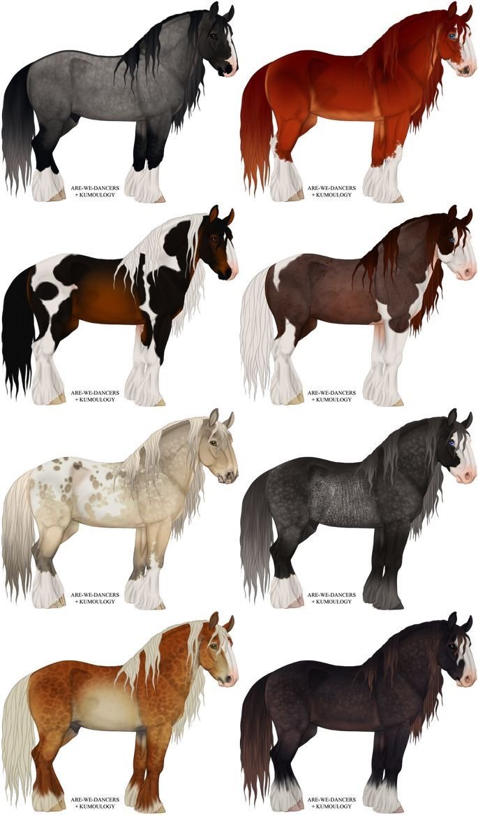 Лошадь Пинто референс