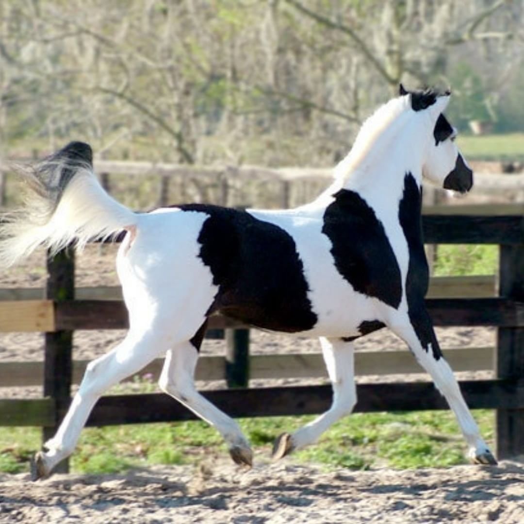 Вороно пегая