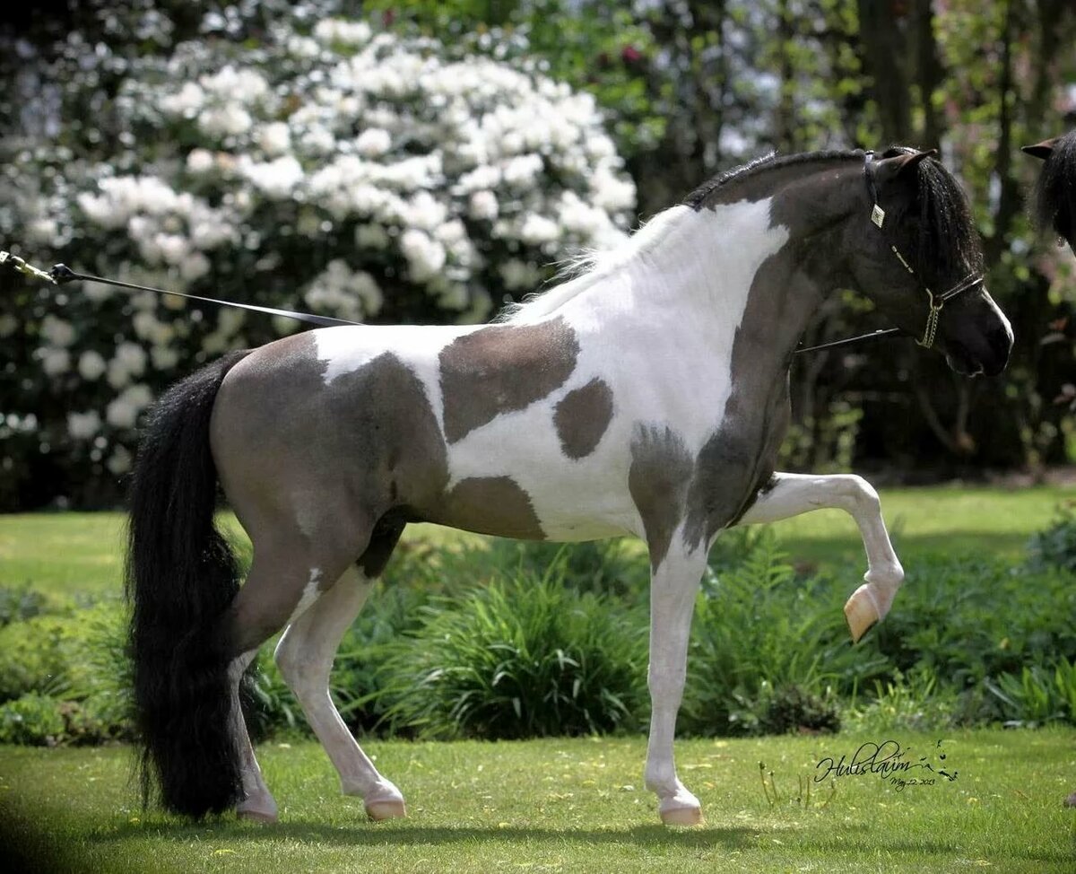 Пегая оверо