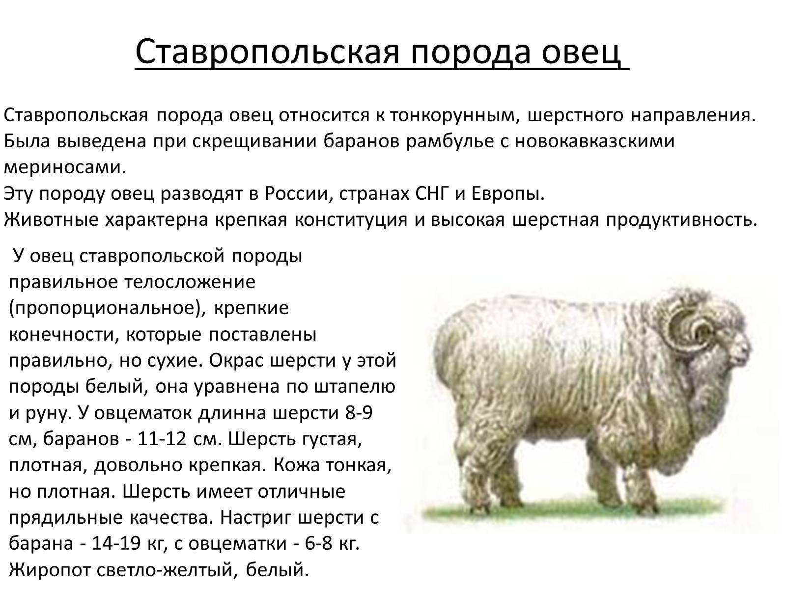 Сколько вес барана. Ставропольский меринос порода овец. Порода мериносовых Ставропольская овец. Ставропольская тонкорунная порода овец. Ставропольская тонкорунная овца.