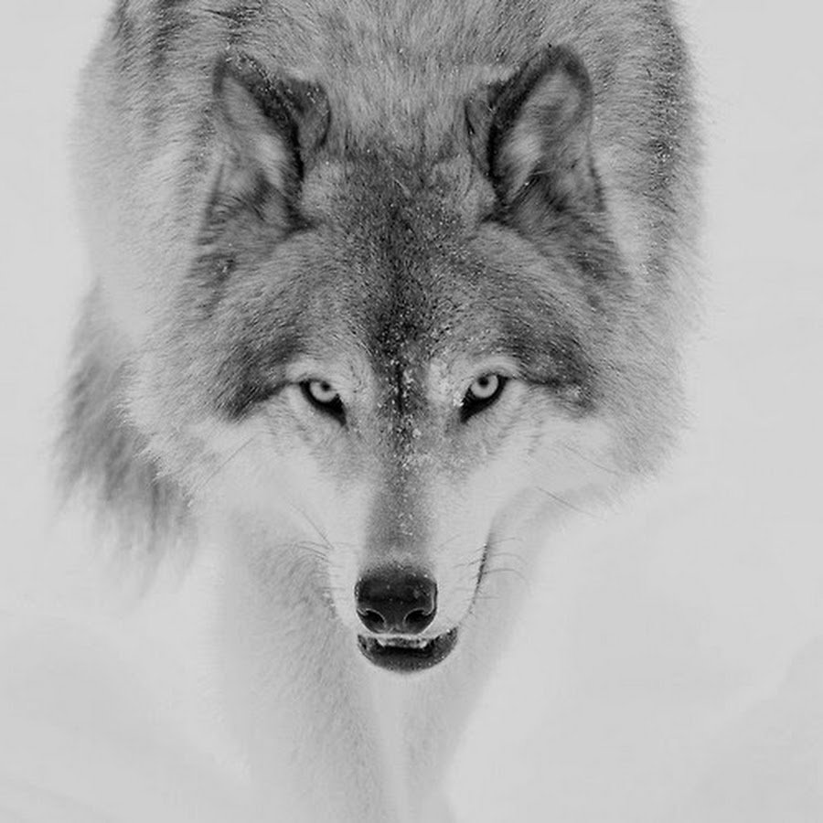 Бело серый волк