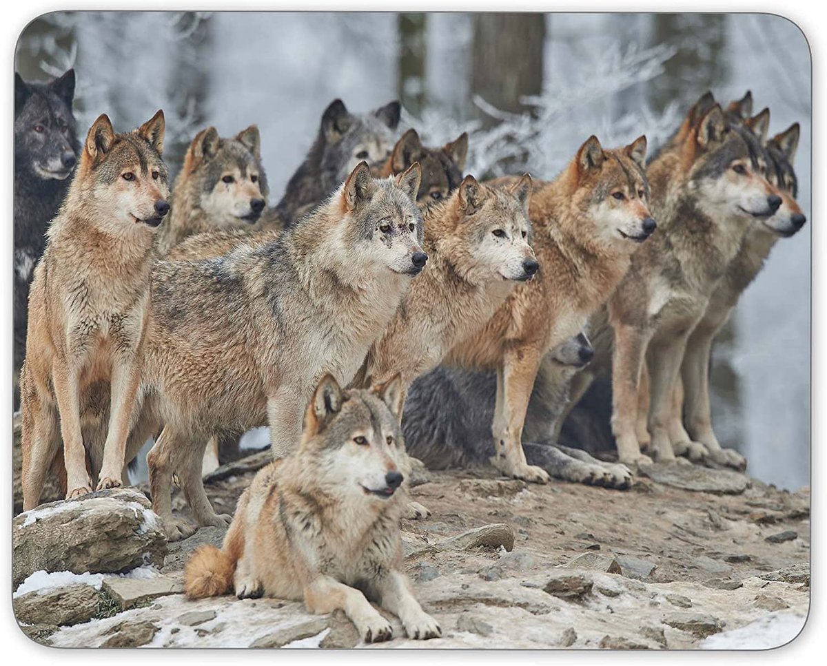 Парк Джаспер стая Волков
