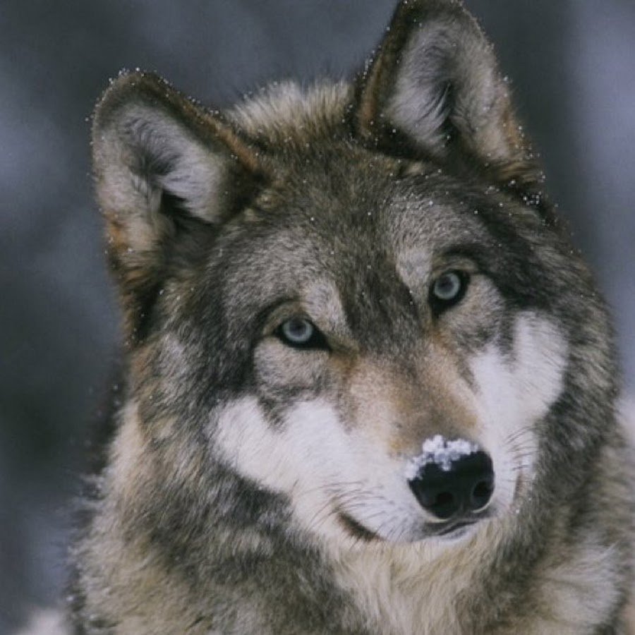 Добрый волк