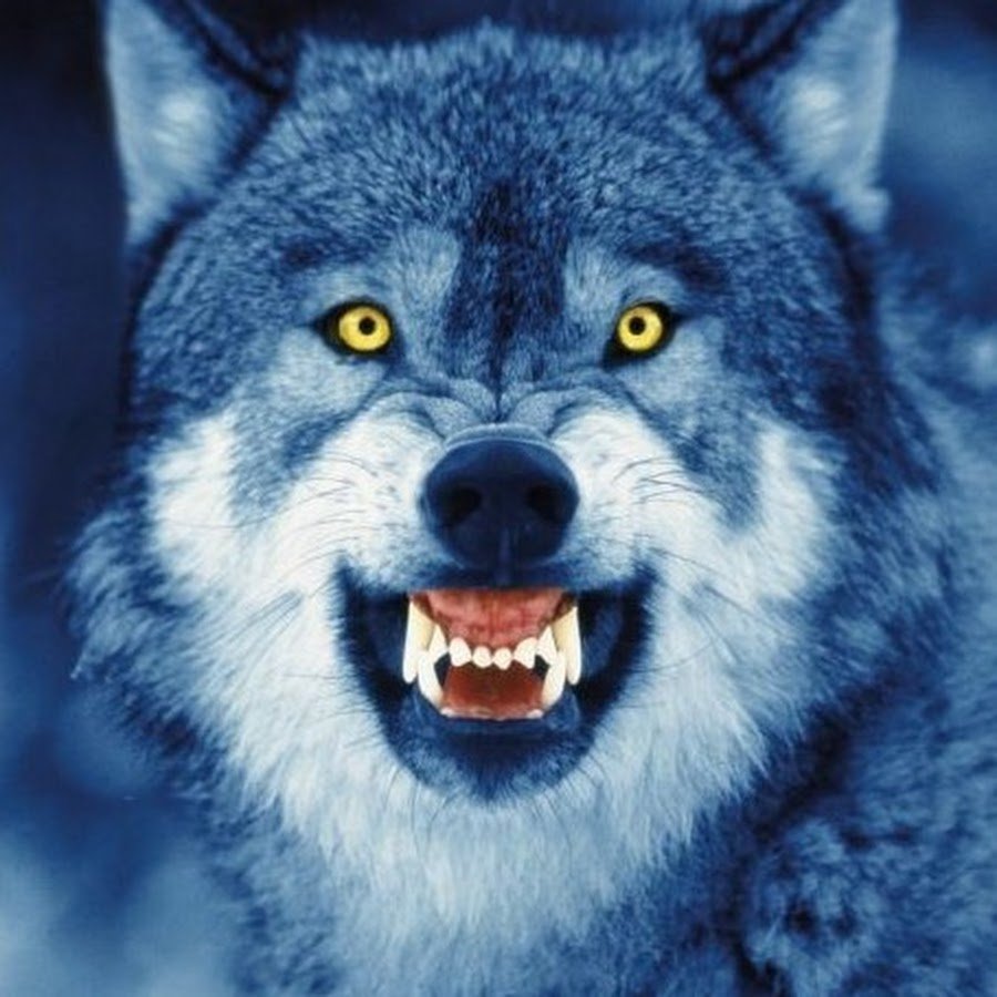 Морда волка оскал