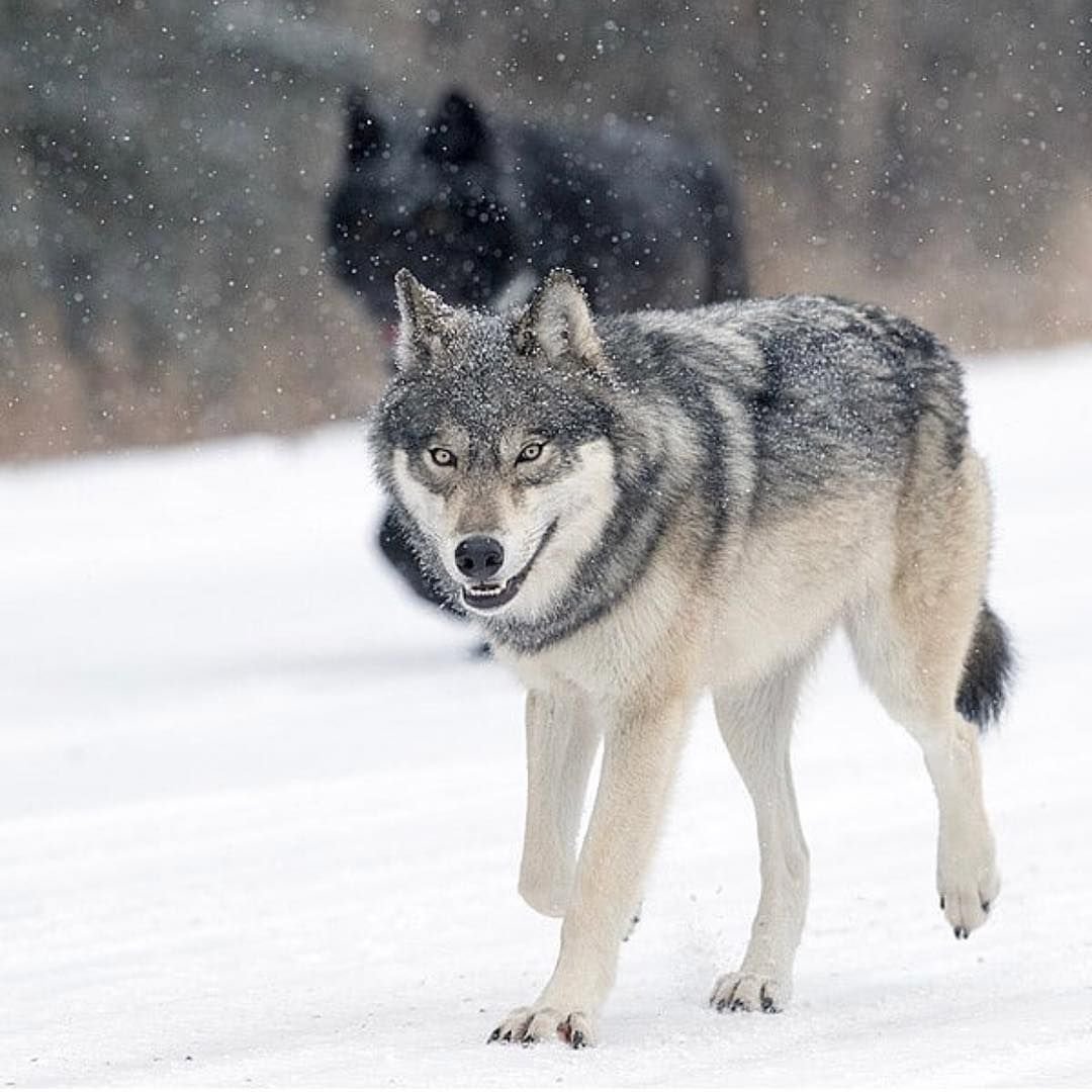 Вязка волка и хаски