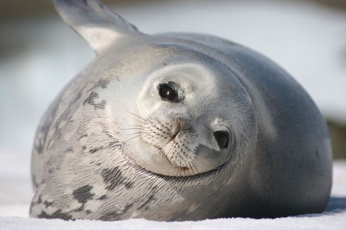 Тюлень Уэдделла Антарктида