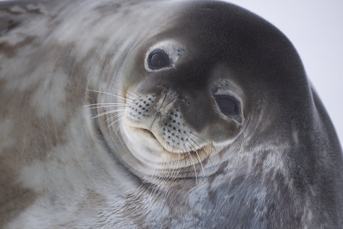 Тюлень крабоед