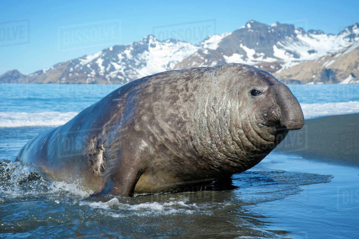 Морские слоны в Антарктиде