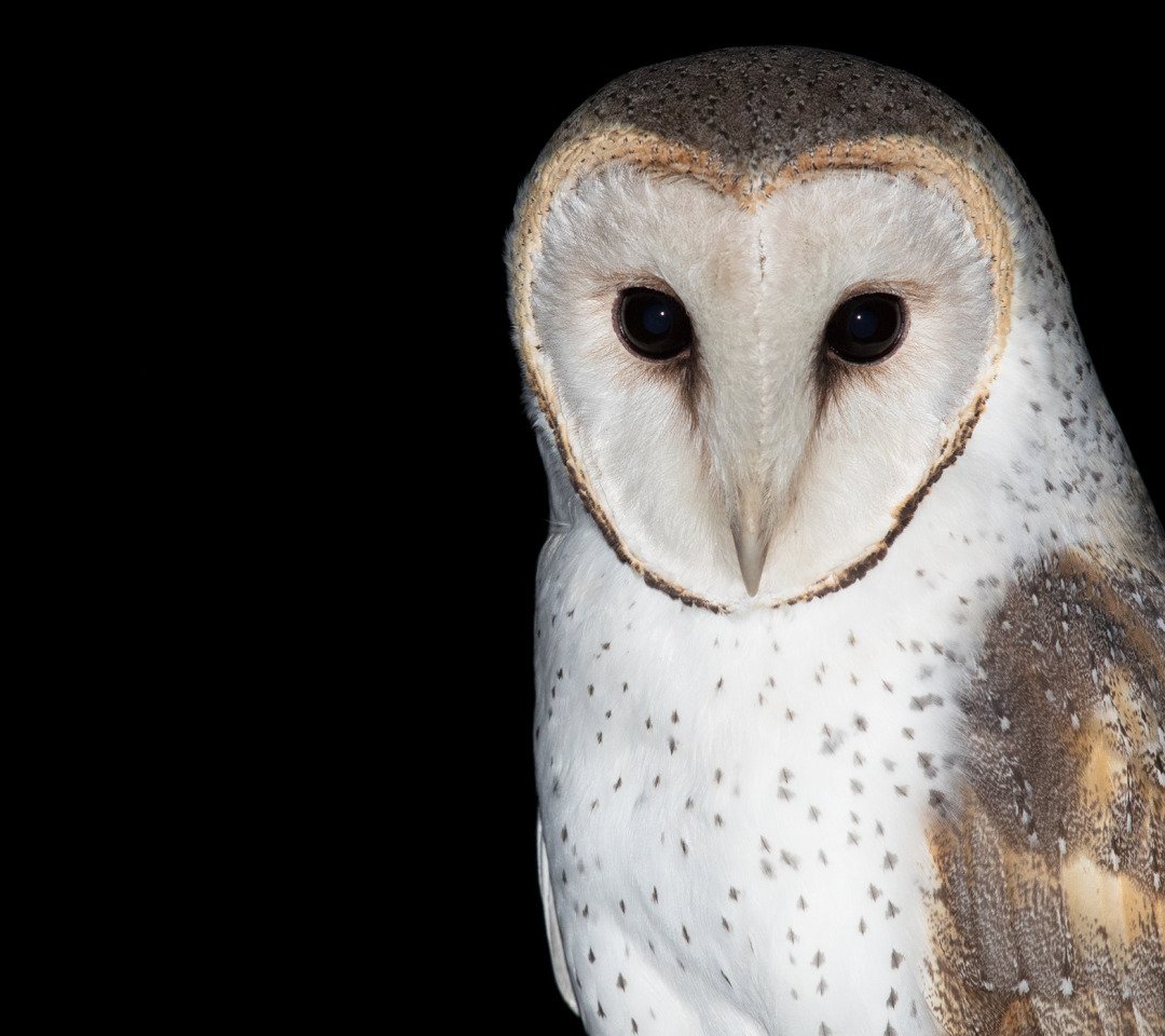 Сова сипуха глаза