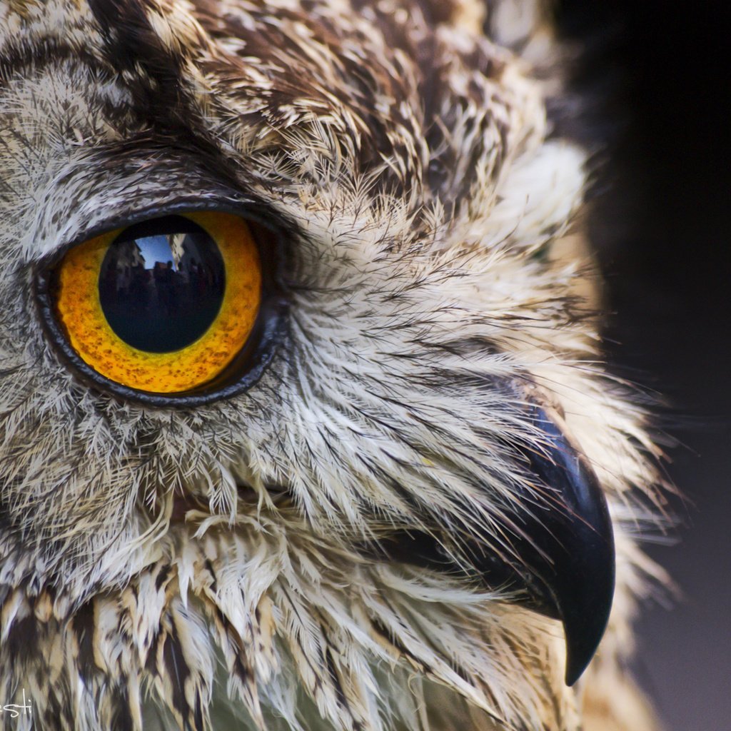 Ушастая Сова глаза
