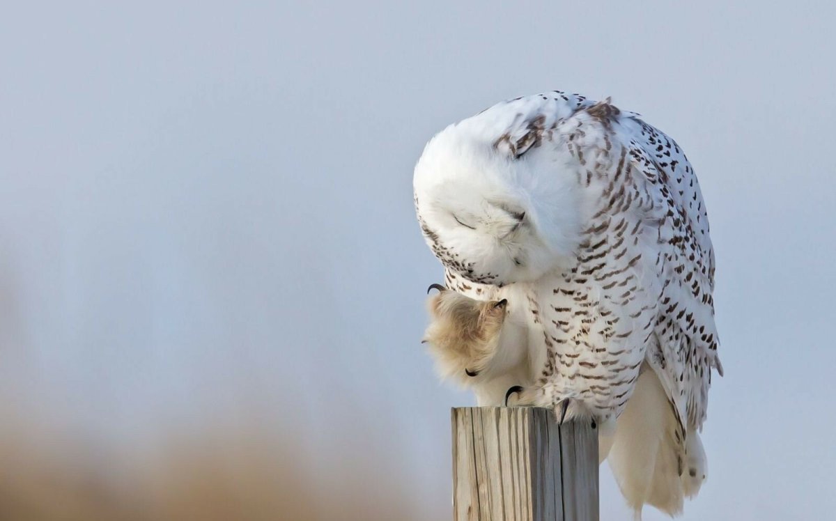 Полярная Сова когти