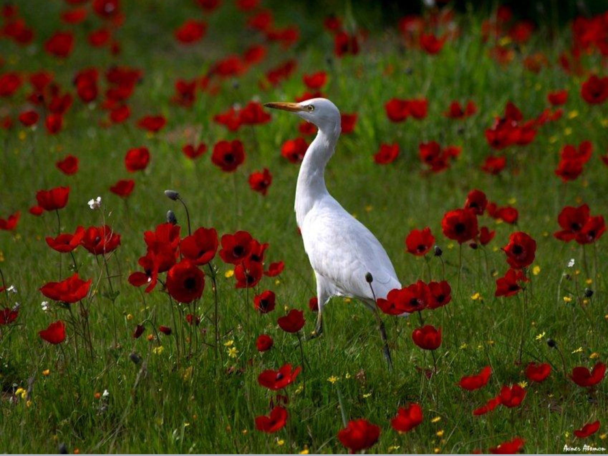 Птицы живущие в цветах. Природа птицы. Животные и птицы летом. Красота природы птицы. Цветы и птицы.