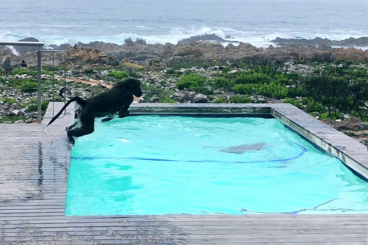 Обезьяна в бассейне