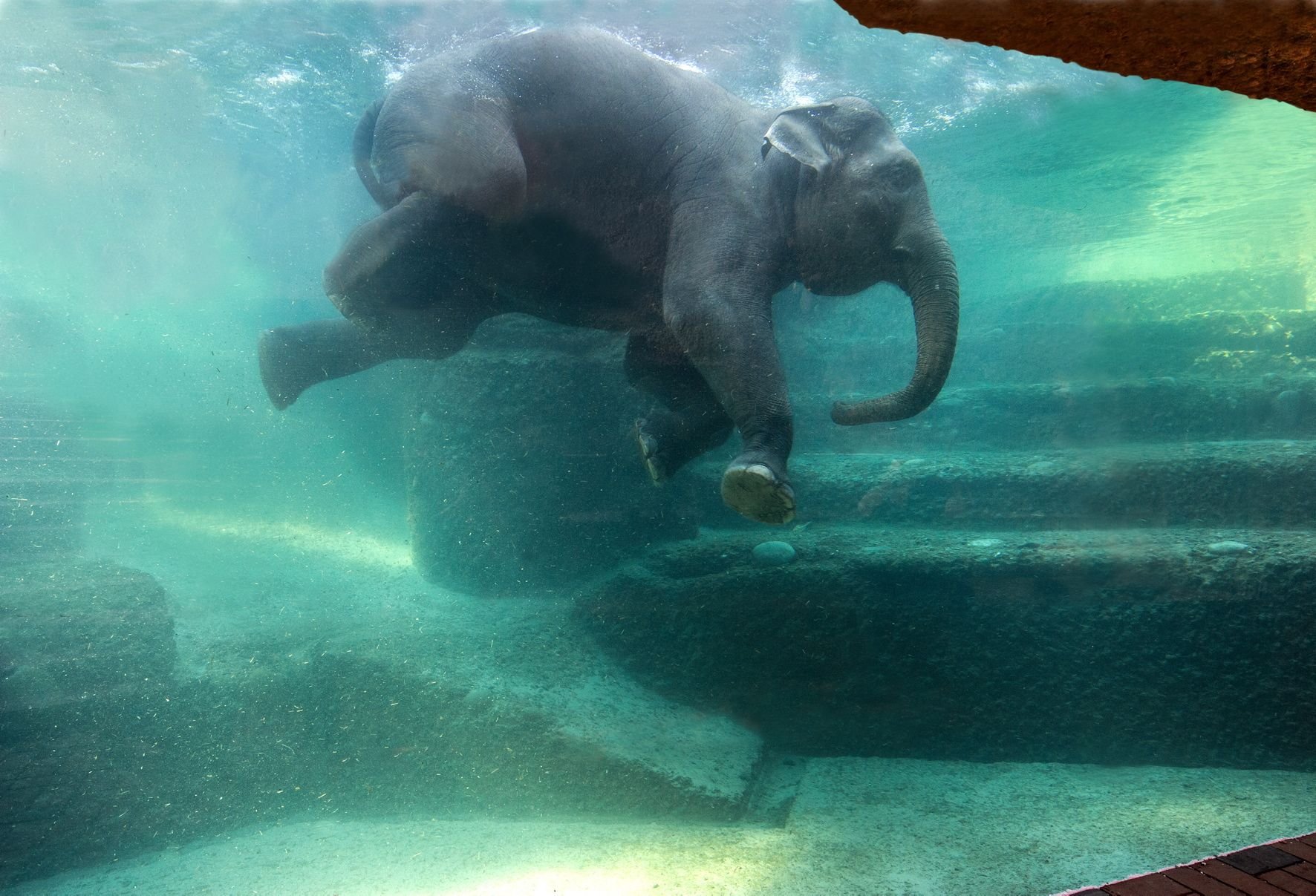 Слон купается. Слоненок купается. Слон плавает. Слон плывет. Слоны плавают.