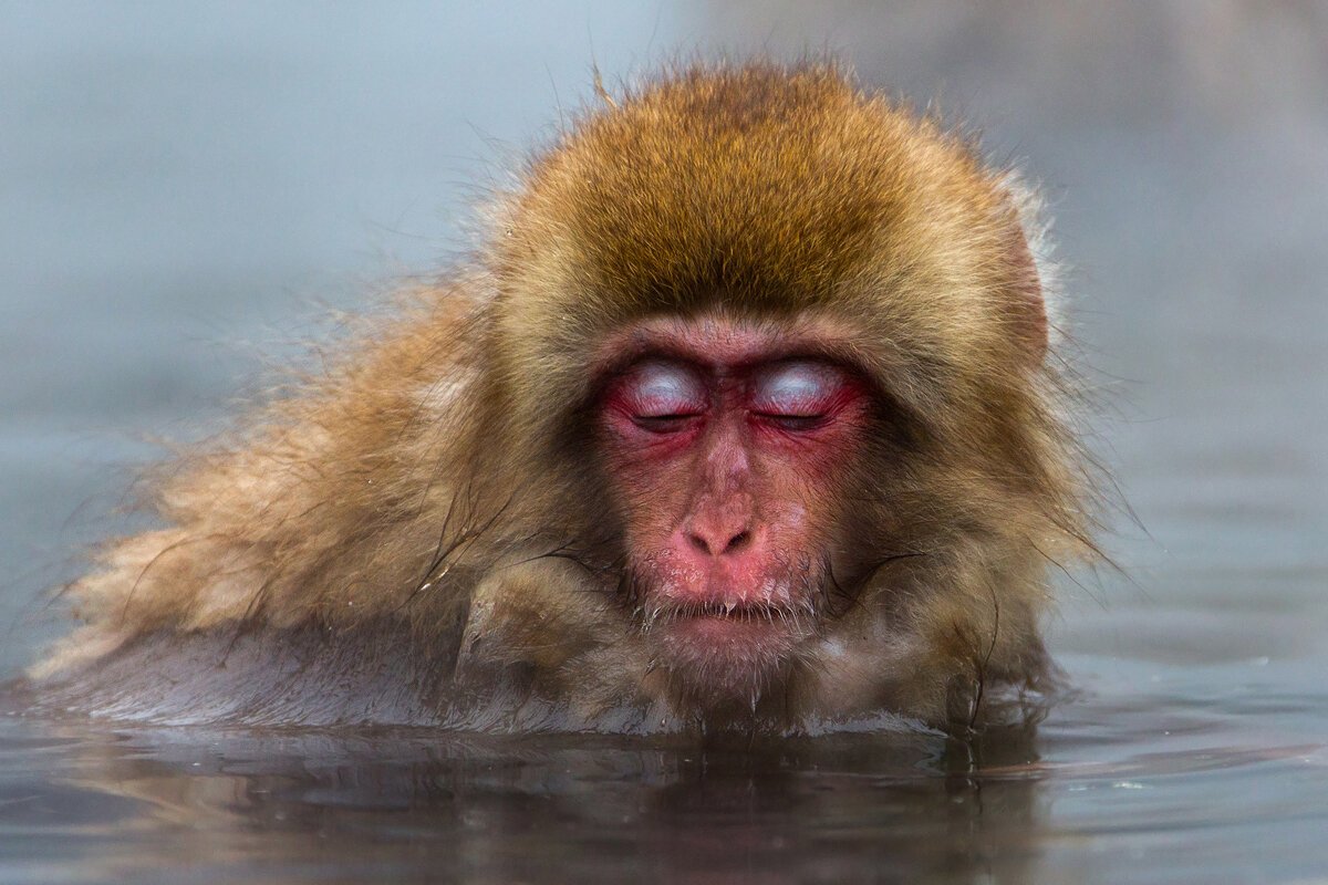 Японские обезьяны в воде