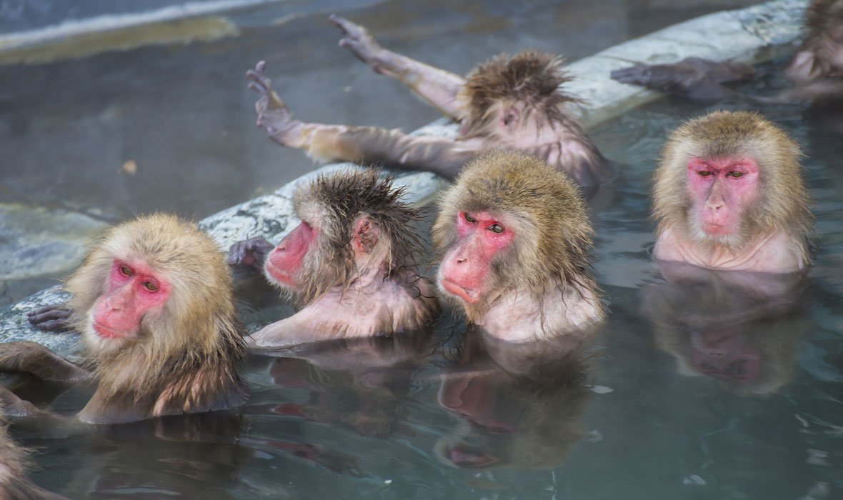 Японские обезьянки в горячем источнике
