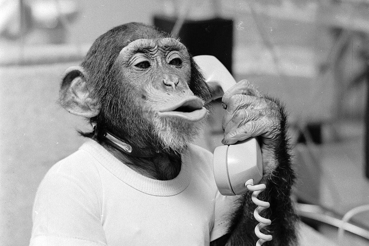 Обезьяна с телефоном