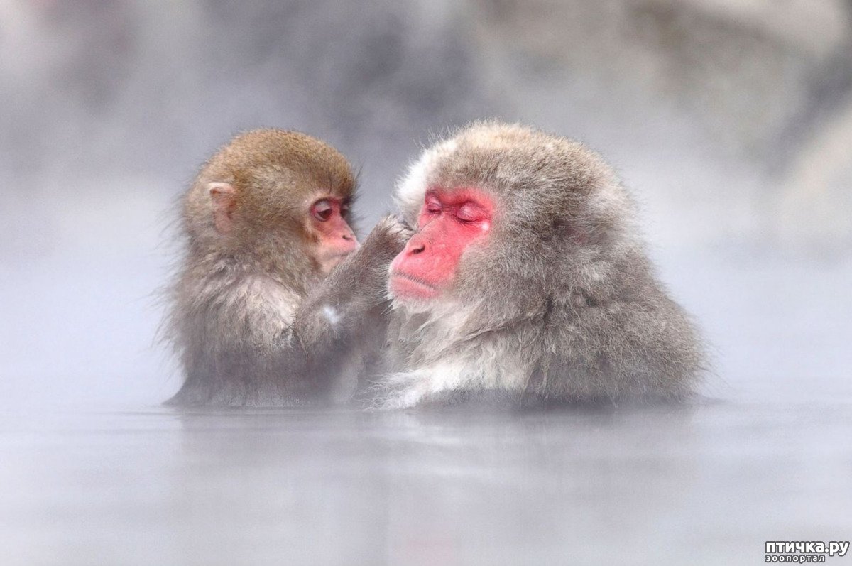 Снежные обезьяны