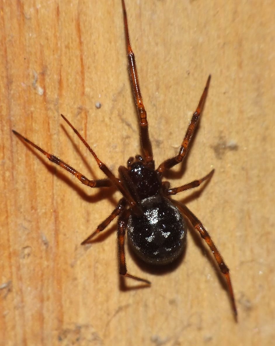 Домовый паук стеатода