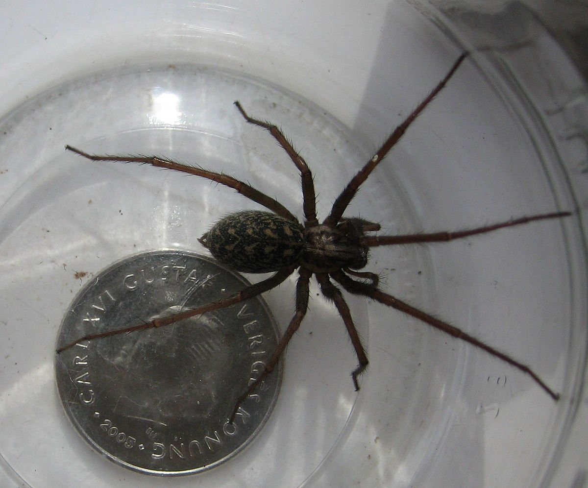 Черный домашний паук тегенария