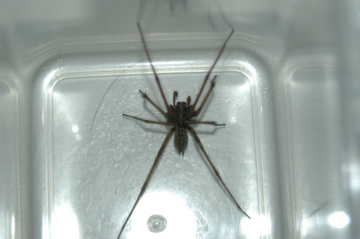 Тегенария дворовая