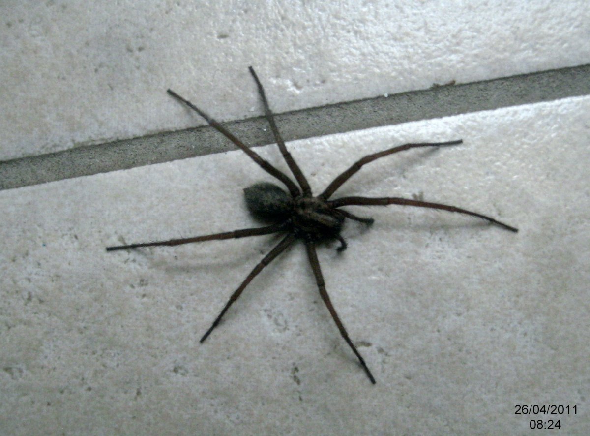 Чёрный паук в доме