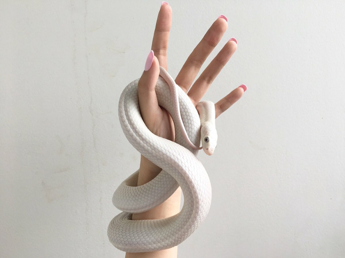 Белая змея Эстетика