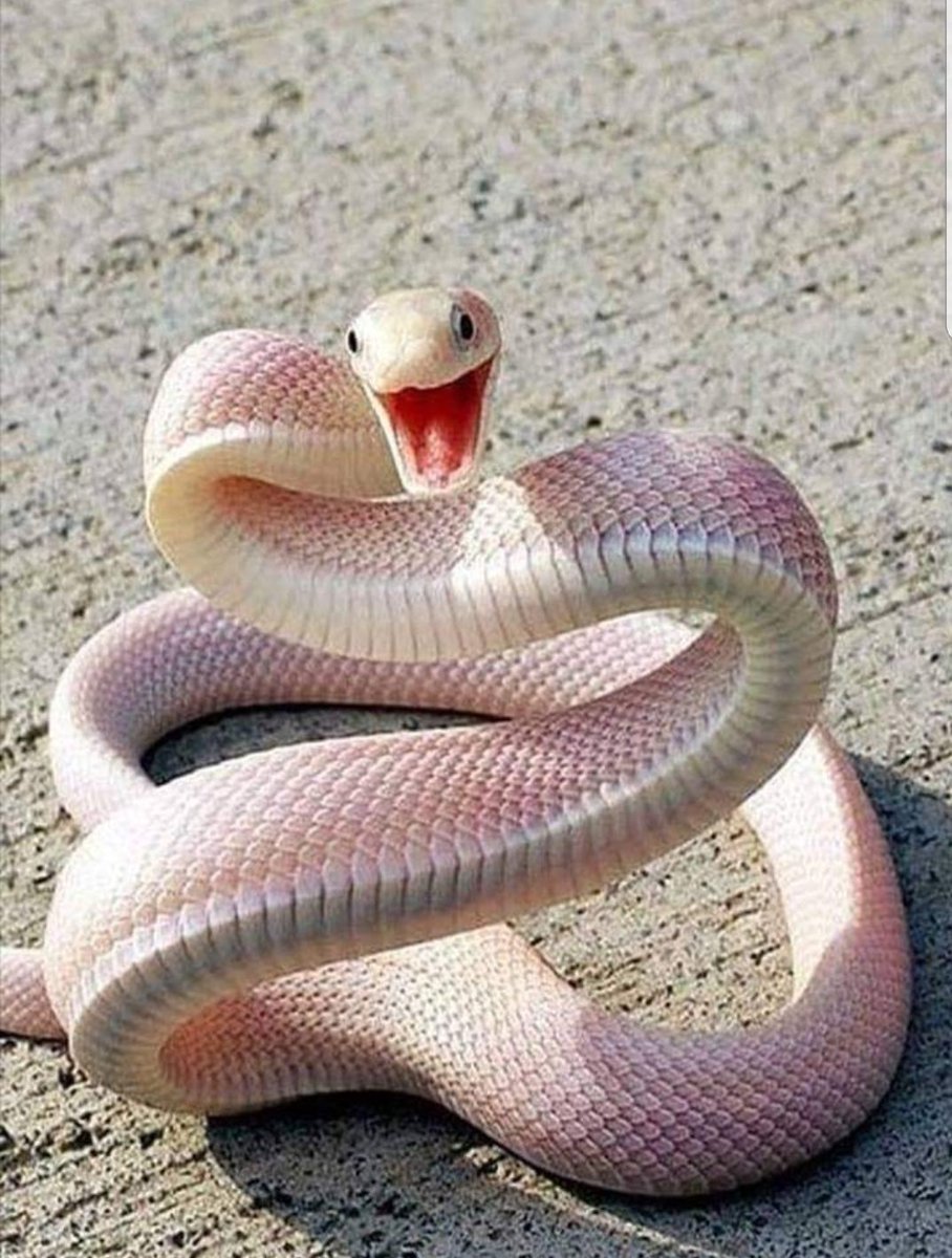 Чёрная мамба альбинос