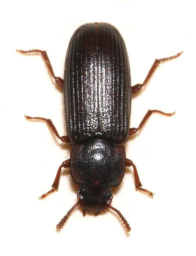Черный Жук мучной хрущак