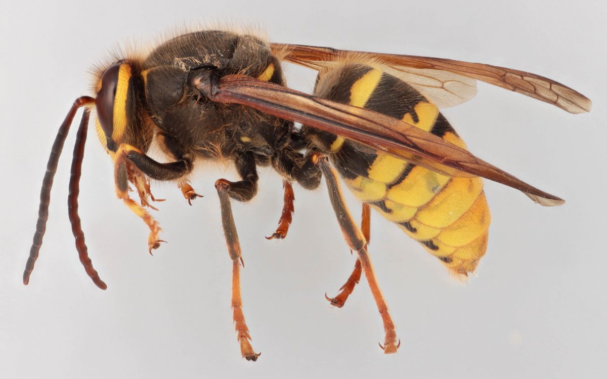 Dolichovespula Sylvestris