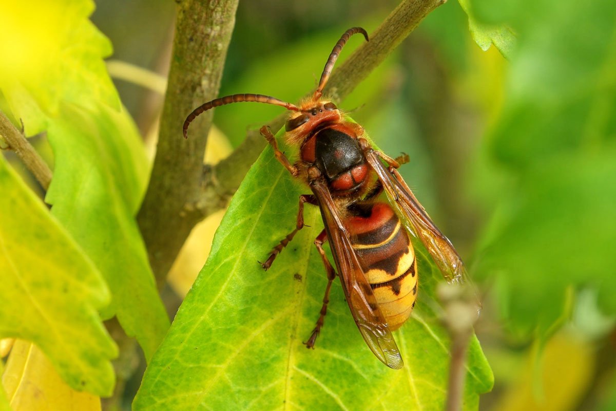 Шершень Веспа Крабро