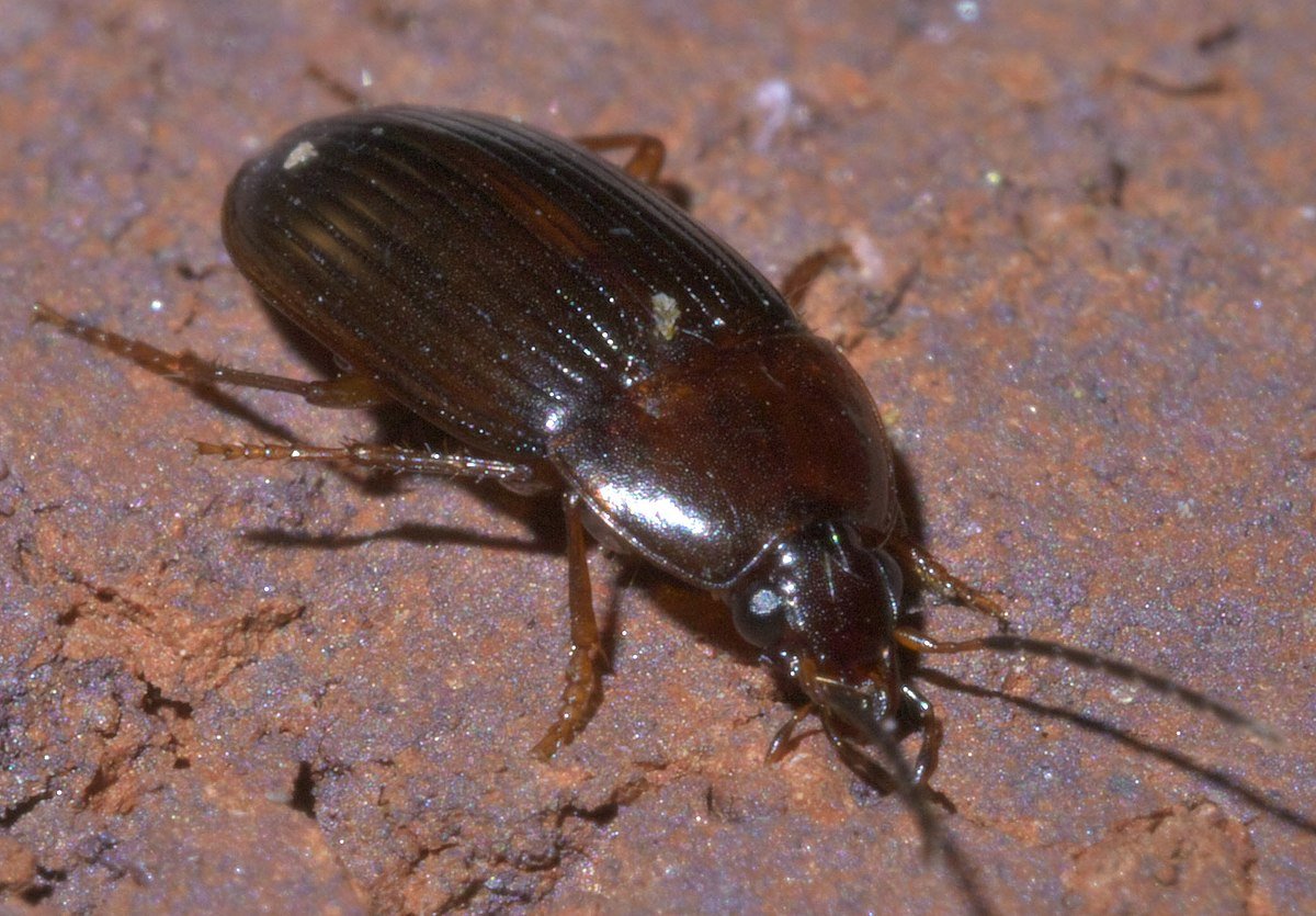Овальный коричневый жучок