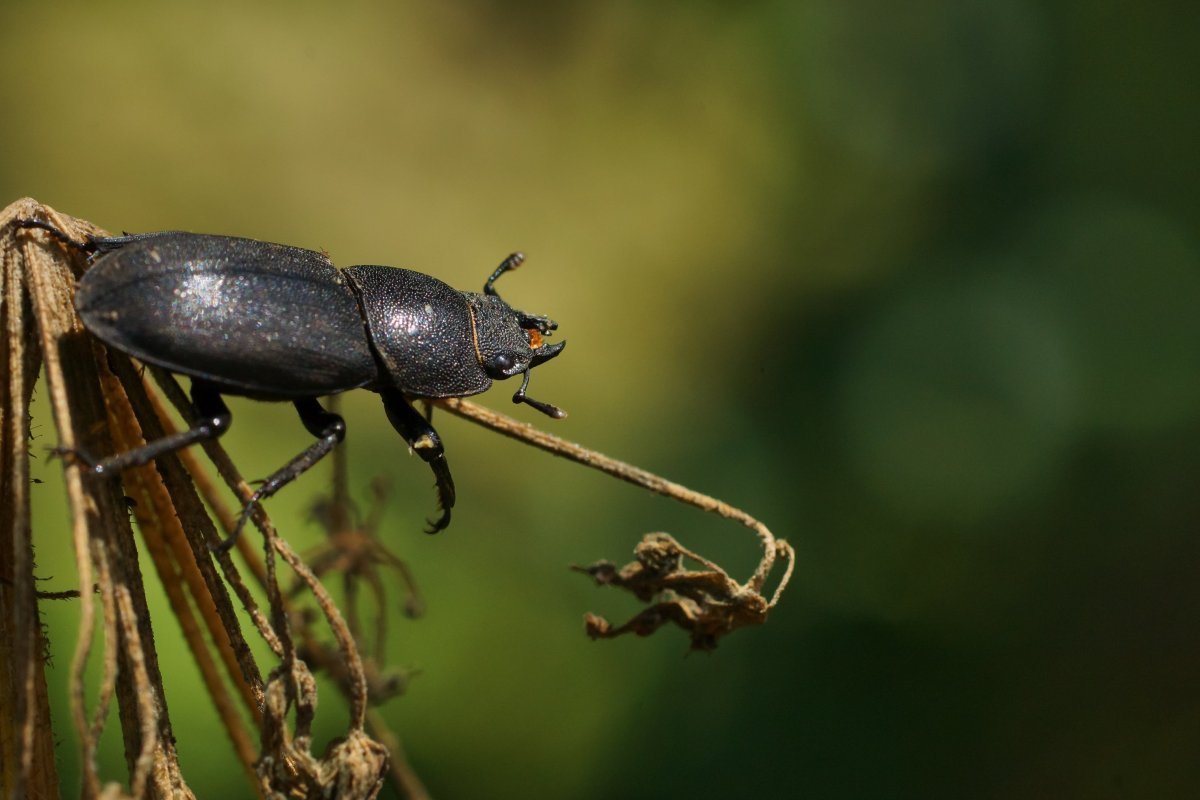 Пыльцеед черный Жук
