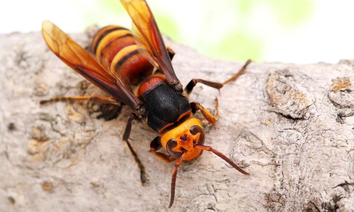 Азиатский Шершень (Vespa mandarinia japonica).