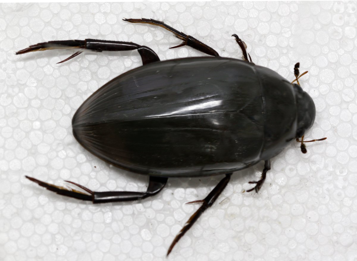 Жук-плавунец окаймленный