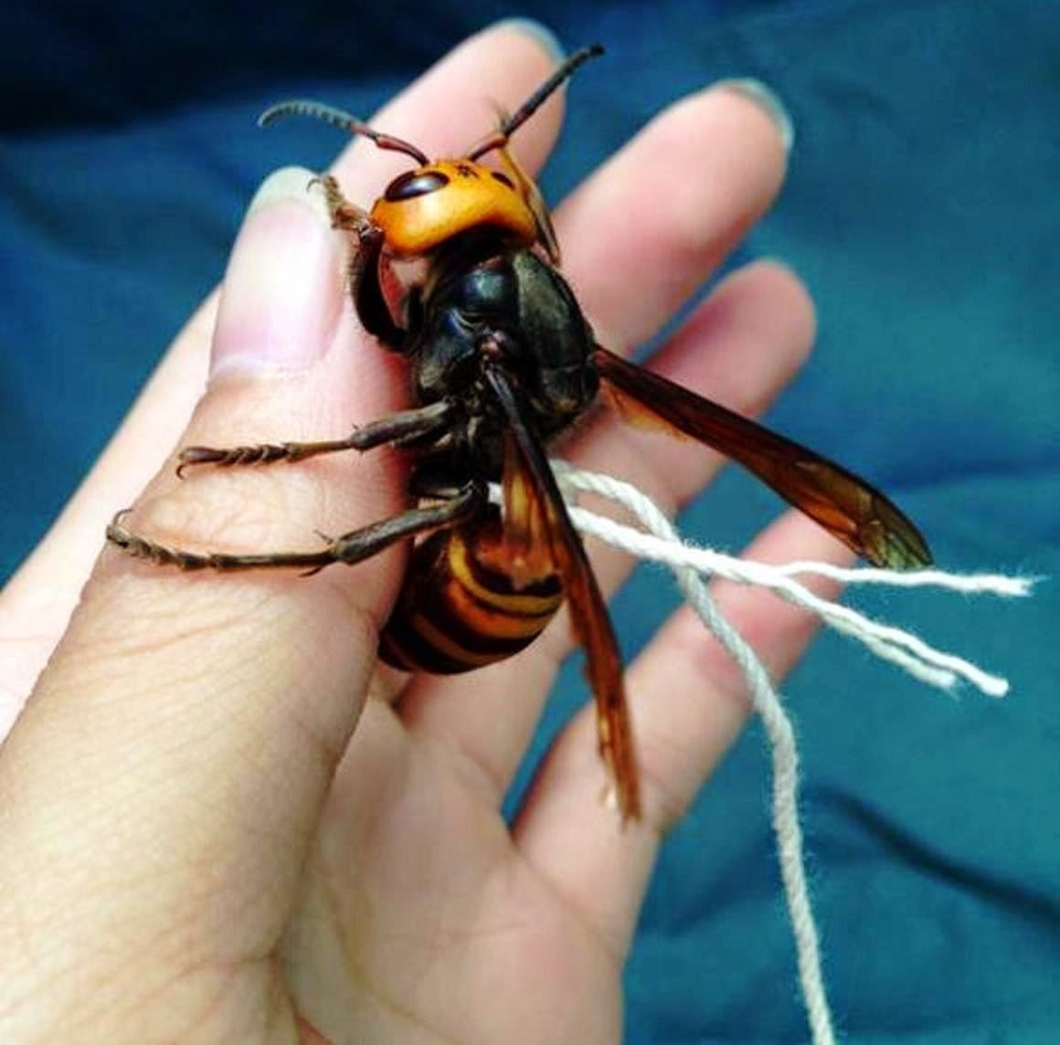 Vespa mandarinia Шершень