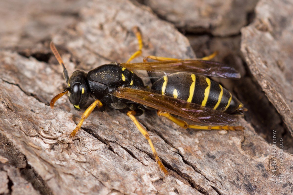Оса Vespidae